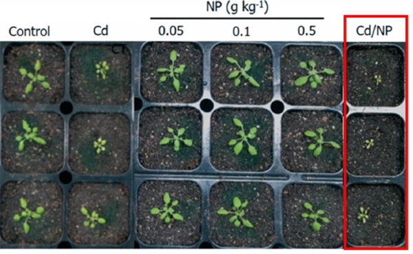 카드뮴(Cd)과 나노플라스틱(NP)에 노출된 식물 생육 상태