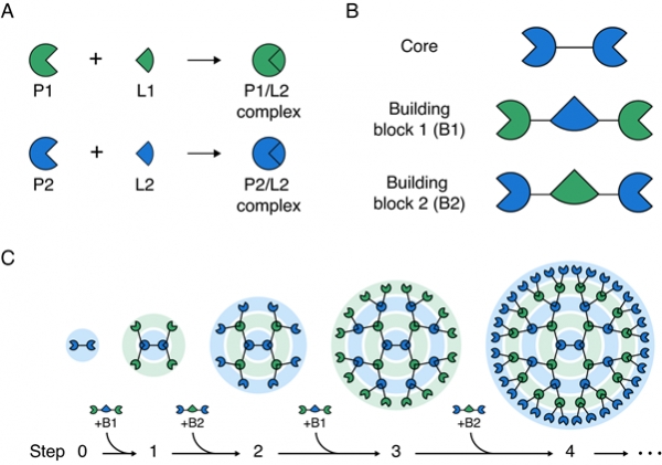 거대 단백질을 조립하기 위한 순차적, 교대 결합 방식의 모식도