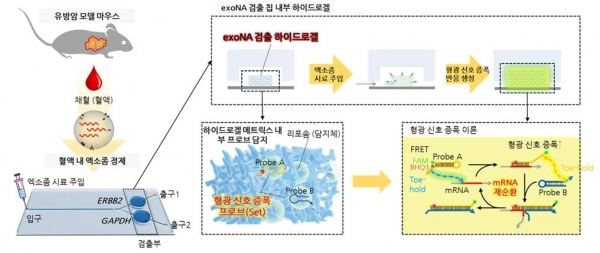 혈액 내 암 유래 엑소좀을 검출하기 위한 미세유체칩의 개략도.