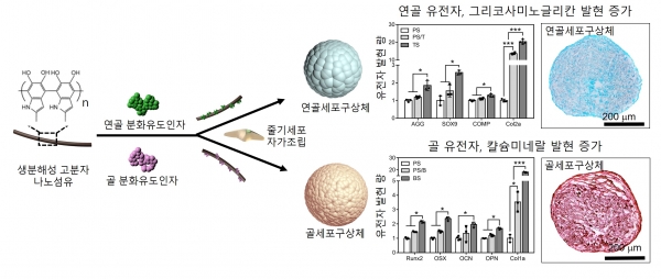 골, 연골 분화유도인자가 고정화된 나노섬유와 줄기세포 자가조립을 통한 골, 연골 세포구상체 제작
