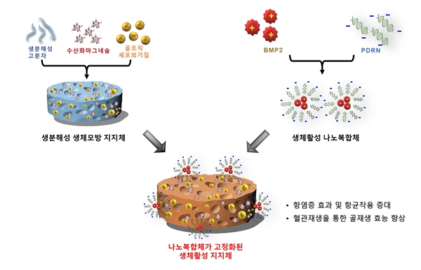 골재생 및 혈관재생능이 우수한 나노복합체가 포함된 생분해성 생체활성 지지체 제조 모식도