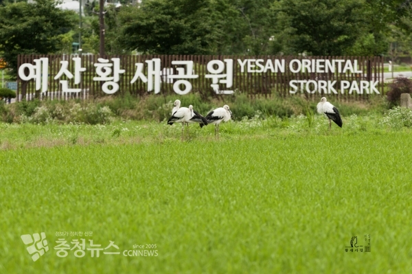 황새공원 주변의 야생 황새(사진 제공=김경희 작가)