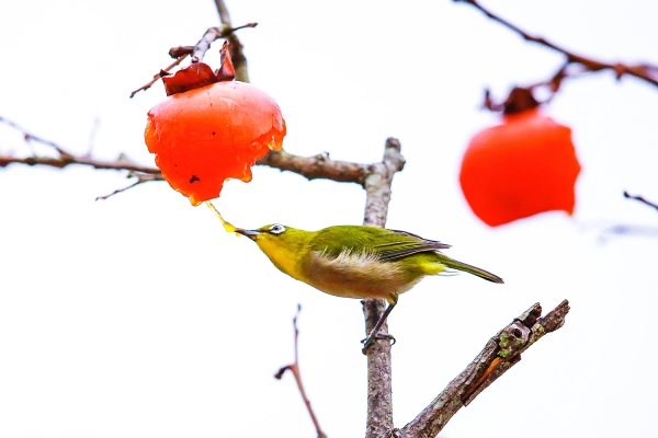 충남 서산 개심사에 11일 찾아온 동박새가 홍시나무에 앉아 동글동글한 눈과 하얀 눈테를 자랑하며 홍시를 쪼아먹는 모습