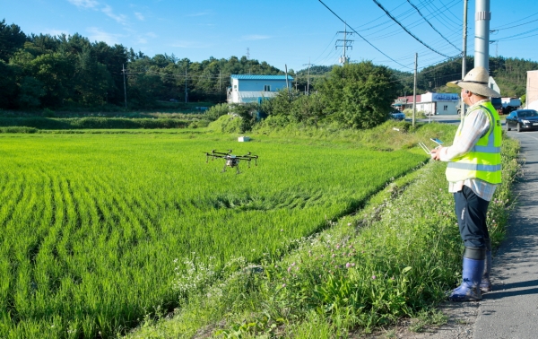 원북면 항공방제 모습