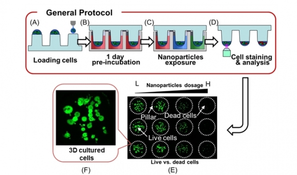 3차원 세포주를 이용한 나노물질의 세포독성평가 모식도