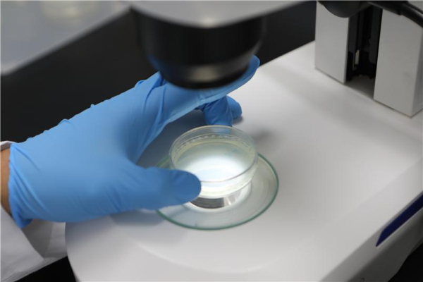 예쁜꼬마선충 현미경 관찰 모습