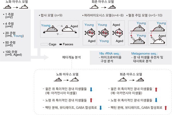 노화 마우스 모델 및 회춘 마우스 모델 메타게놈 분석
