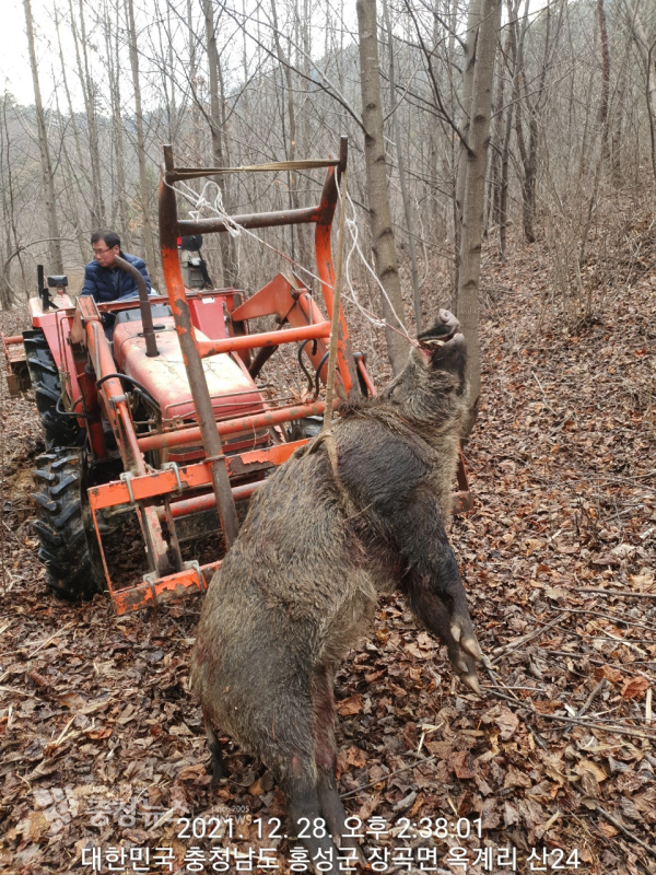 야생 맷돼지 포획