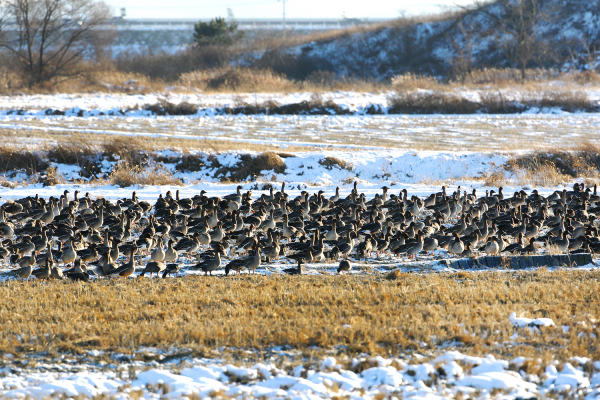 지난해 12월 서산 천수만 먹이경작지에 날아든 철새.