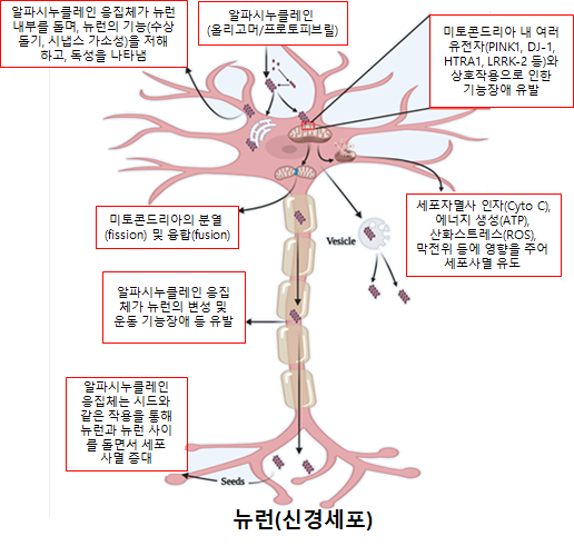 알파시누클레인 응집체에 의한 뉴런에서의 미토콘드리아 기능장애 및 세포사멸 모식도