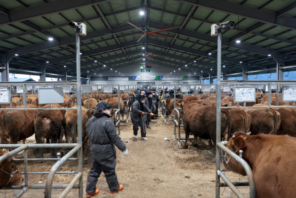 김정섭 시장, 가축시장 현장 방문 모습