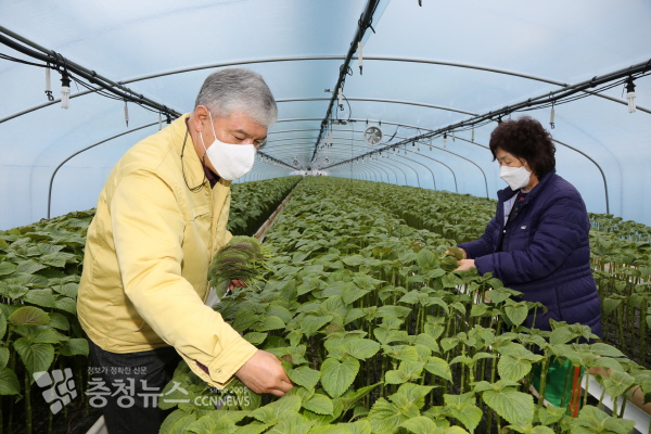 문정우 금산군수 깻잎 농가 방문 모습