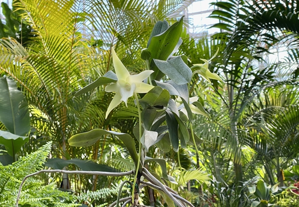 다윈난 / 국립세종수목원 제공