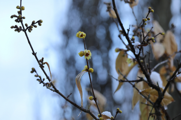 납매 Chimonanthus praecox