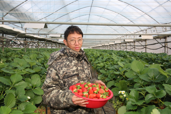 태안 딸기수확 모습, 지난 10일 태안읍 송암리 ‘삼육오농장
