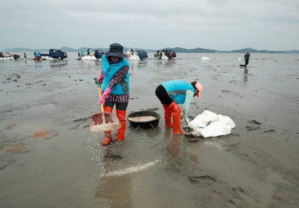 지난해 7. 12. 근흥면 마금리 바지락어장 내 게르마늄 성분 자갈 살포 모습.