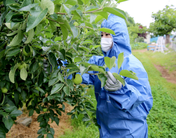 과수화상병 예찰 모습(지난해 6월).