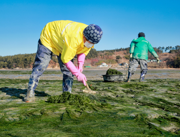 지난 18일 감태 채취 모습