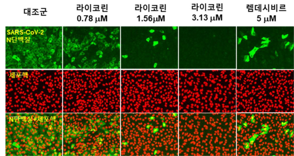 렘데시비르(Remdesivir)와 비교한 라이코린(Lycorine)의 SARS-CoV-2 감염억제 효능