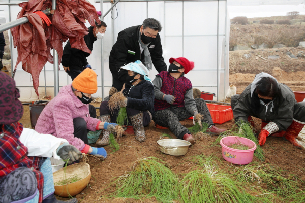 지난해 2월 원북면 마산리의 노인일자리 사업장(달래 수확)을 찾은 가세로 군수.