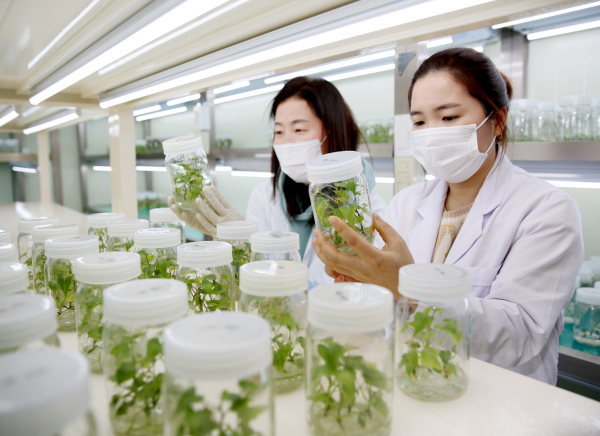 고구마 관리(농업기술센터 조직배양실) 모습.