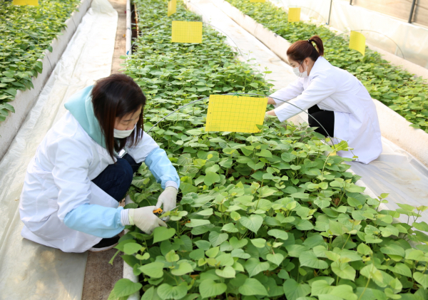 고구마 조직배양묘 재배(시설하우스)