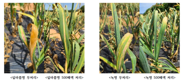 마늘 잎마름병/충남농업기술원 제공