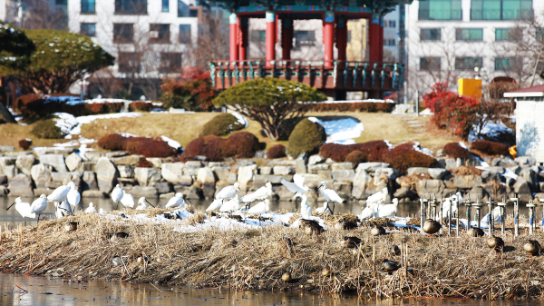 2월 3일 서산중앙호수공원에서 먹이 활동하는 모습