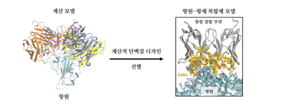 계산적 단백질 디자인 기법을 이용한 항원 특정 부위를 인식하는 항체 발굴 개념도