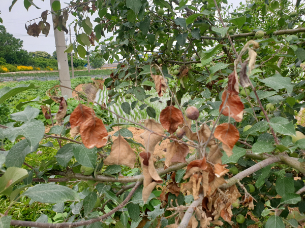 과수화상병에 걸린 사과나무 사진