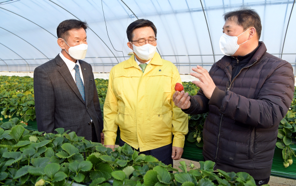 홍주아리향딸기영농조합법인 방문 현장 * 김춘진 한국농수산식품유통공사 사장(가운데), 홍주아리향딸기(영) 홍성대 이사(우측1번째)