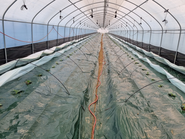 천안특산품 하늘그린 멜론