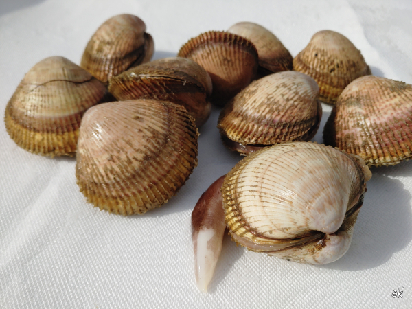 새조개/충남도 제공