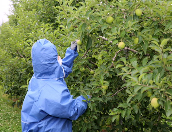 과수화상병 예찰 모습(지난해 6월).