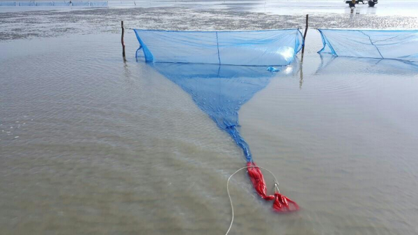 실뱀장어 불법조업/충남도 제공