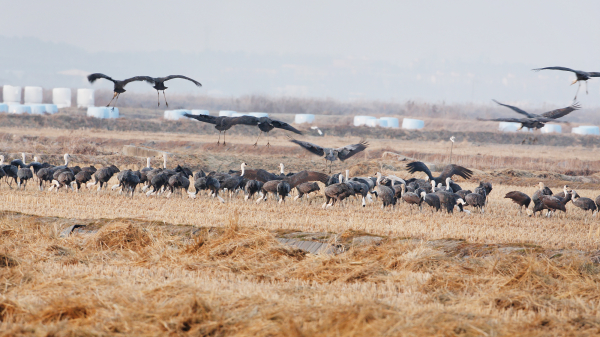 흑두루미가 2월 중순 천수만 무논 인근 농경지에서 먹이 활동하는 모습