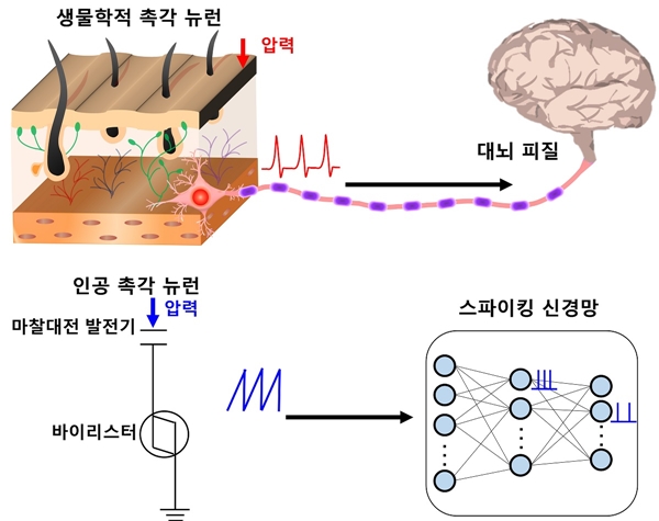인간의 촉각 뉴런을 모방한 뉴로모픽 모듈의 개념도