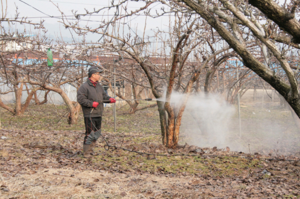 조피제거기 이용하여 배나무 조피(나무껍질) 제거하는 모습