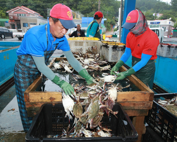 꽃게 수확(2021. 8.) 모습.