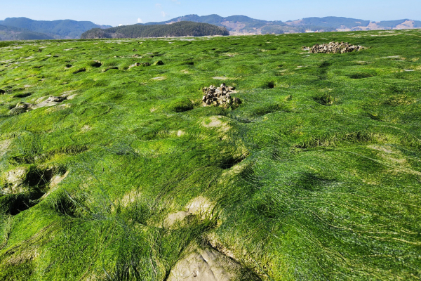 가로림만 인근에 펼쳐진 서산 감태