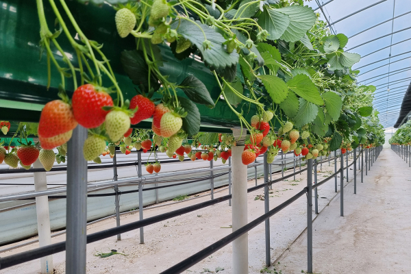 서산 딸기 고설재배 모습