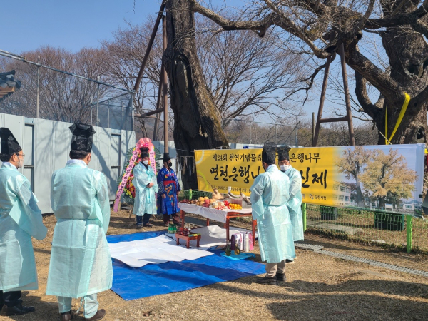 천연기념물 면천 은행나무, 목신제 진행 모습