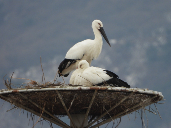 황새 포란/예산군 제공