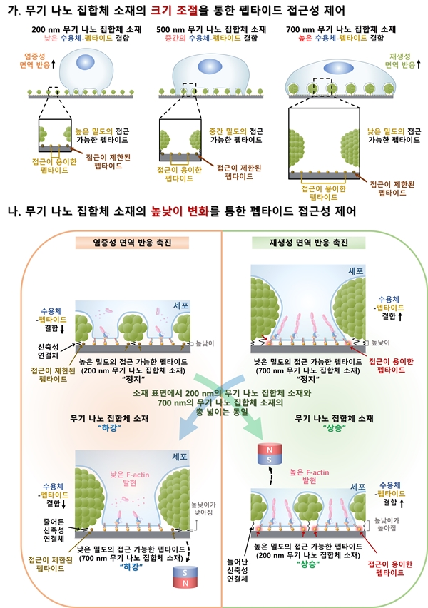 무기 나노 집합체 소재의 크기와 원거리 높낮이 조절에 따른 펩타이드 접근성 제어 시스템의 모식도