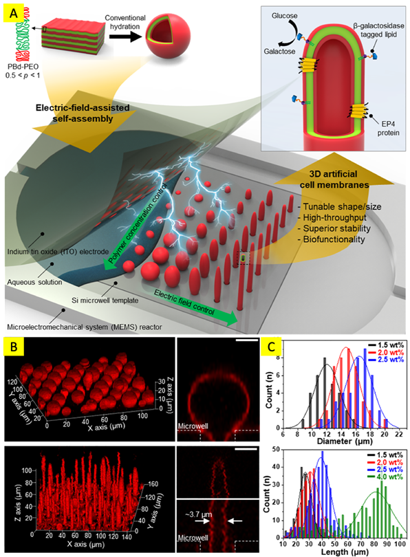 그림 A: 기판위에 상,하부 전계를 인가하여 블록코폴리머 (PBd-PEO) 농도와 전계의 조절에 의하여 다양한 크기 와 모양의 이중막 구조물 제작 모식도, B: 제작된 수많은 구형 및 튜브형 구조물들과 구조물 한 개를 확대한 측면 공초점 현미경 사진, C: 각각의 구형 및 튜브형 구조물 크기 분포