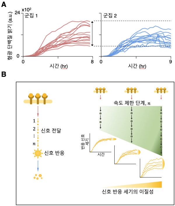그림 3. (A) 항생제 투여 후 시간에 따른 대장균 (E. coli) 반응 신호의 세기를 형광 단백질을 통해 측정한 시계열 자료. 두 군집에서 신호 세기의 이질성이 관측되며 그 크기가 서로 다르게 나타난다 (화살표, 점선) (B) 연구 결과 도식. 신호 전달에 관여하는 속도 제한 단계의 수가 많아질수록 최종적으로 반응하는 신호의 세기의 이질성이 커진다.
