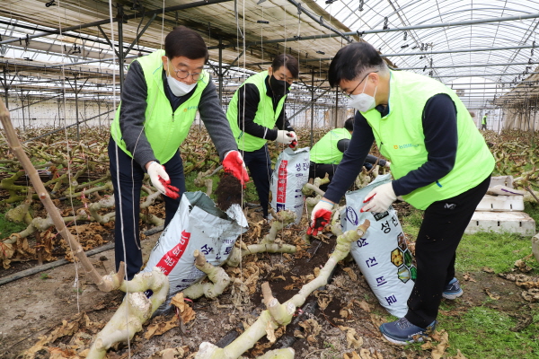 김선호 농협보령시지부장(오른쪽)과 이기범  농협충남세종지역노조위원장(가운데), 김중희 대천농협조합장(왼쪽)이 보령시 소재 무화과 재배 하우스에서 농촌일손돕기를 하고 있다
