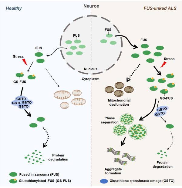 루게릭병 발병과정에서 원인 단백질 응집이 촉진되는 원리