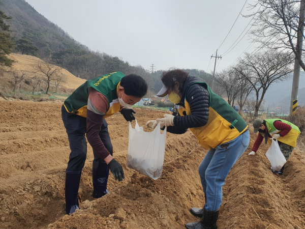 지난 25일 금동 행복나눔농장에서 열린 씨감자를 심고 있는 자원봉사 활동 모습