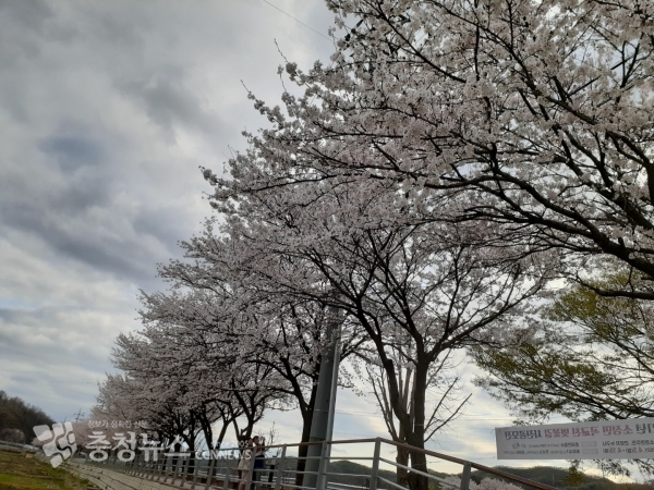 곡교천벚꽃길사진공모전최우수작